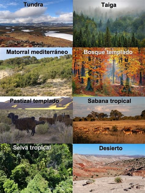 Tipos De Biomas Del Mundo Image To U