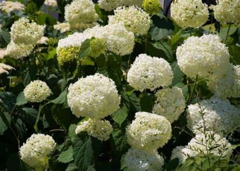 Annabelle Hydrangea 🤍 🍃 Discover How To Nurture This Stunning