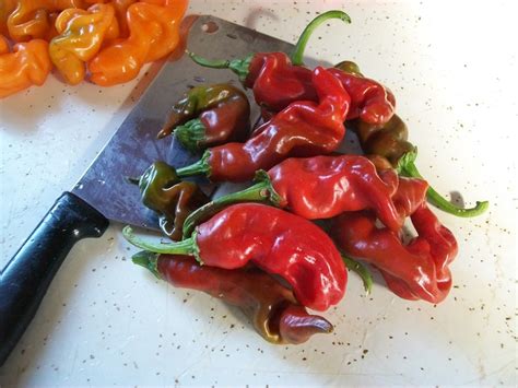Hot Pepper Peter Pepper Red Embarrassingly Funny X Rated Hot Pepper 20 Seeds Etsy