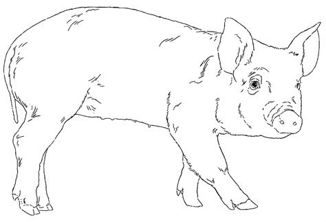 Desenhos Para Colorir Do Palmeiras - 7