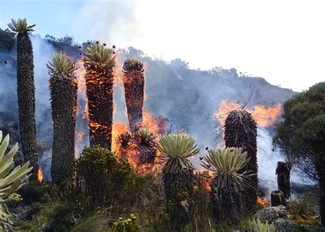 Santander perdió sus frailejones tras el incendio de 1 066 hectáreas