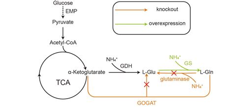 Enhancing Glutamine Production By Optimising The Gs Gogat Pathway In