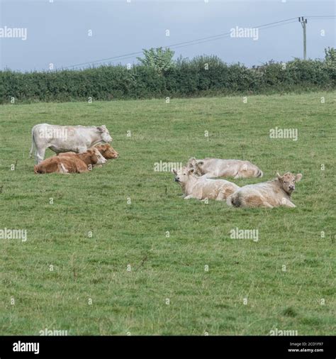 Square Format Cluster Of Young Cows Cattle Grazing In Pasture For