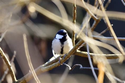 Great Tit Male Jinsoo Choi Flickr