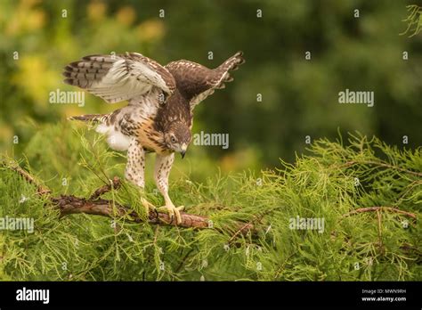 A Juvenile Red Tailed Hawk Buteo Jamaicensis Flapping Its Wings And