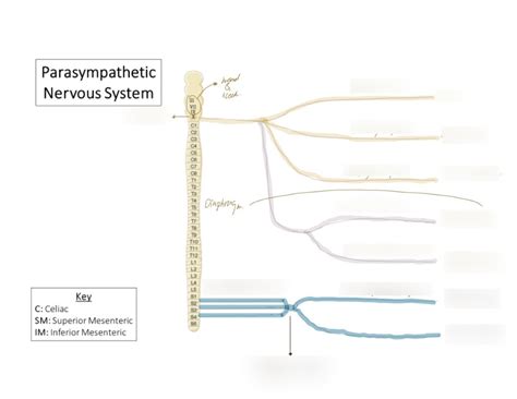 Ana 337 Module 10 Automatic Nervous System And Somatic Nervous System Diagram Quizlet