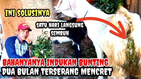 Tampa Modal Begini Cara Mengobati Kambing Mencret Ampuh Satu Hari