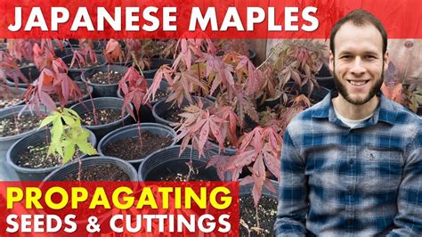 Growing Japanese Maple Trees From Seed Rooting Cuttings Acer