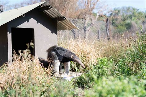 Argentina La Población De Oso Hormiguero Gigante Crece En Iberá