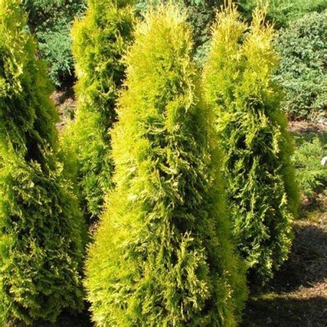 Thuja Occidentalis Jantar Aranylomb Nyugati Tuja Arborvitae