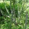 PlantFiles Pictures Salix Species American Pussy Willow Glaucous