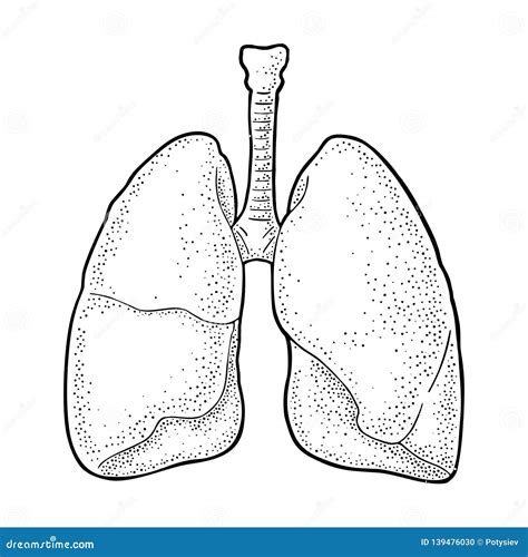 Anatomical Lungs Drawing