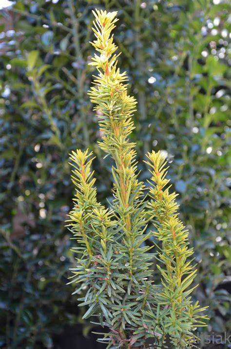 Taxus Baccata David Cis Pospolity