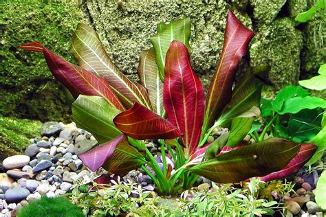 Эхинодорус (74 фото) » НА ДАЧЕ ФОТО