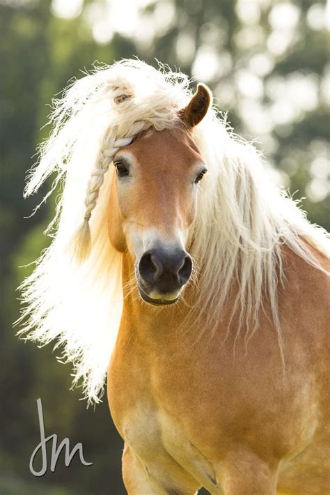 Haflinger Portraits Mähne Galopp Tirol Berge Haflinger Horse