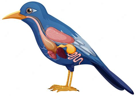 Free Vector Internal Anatomy Of Bird With Organs