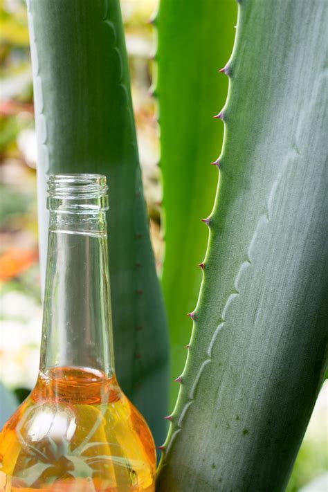 Agave Nectar vs. Honey: Differences & Benefits | Fine Dining Lovers