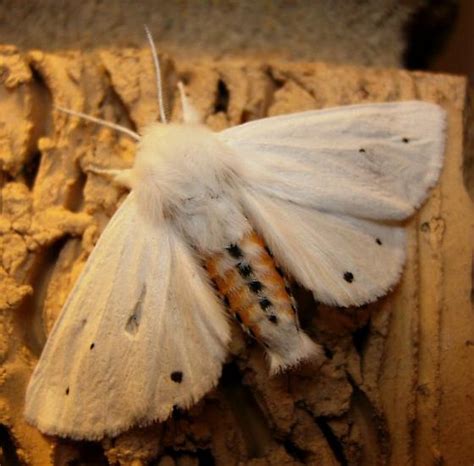 Tiger Moth Species Spilosoma Virginica Bugguide Net