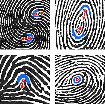 Plain Whorl Fingerprint