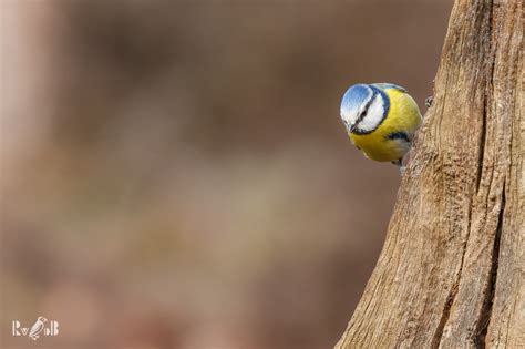 Fondos De Pantalla Naturaleza Loro Fotograf A Rama Verde Fauna