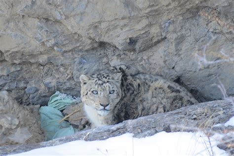Snow Leopard Prey And Predators 9