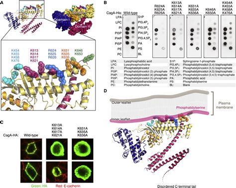 Tertiary Structure Function Analysis Reveals The Pathogenic Signaling