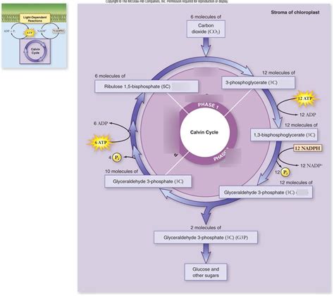 Photosynthesis - Calvin cycle Diagram | Quizlet