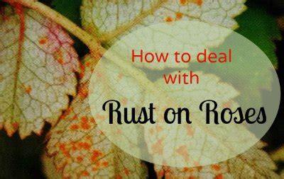 Rust On Roses | Roses Diseases