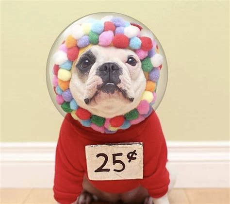 30+ Diy funny dog costumes ideas | 44 Fashion Street