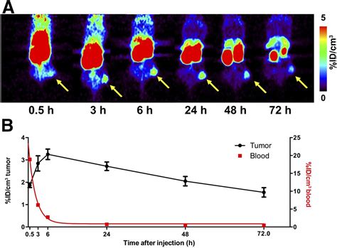 Biodistribution And Pet Imaging Of Labeled Bispecific T Cellengaging