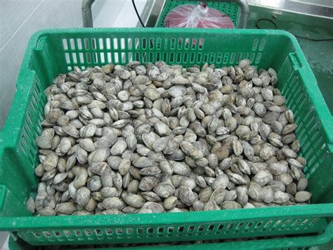 Frozen Korean Baby Clam Shell On Tradekorea