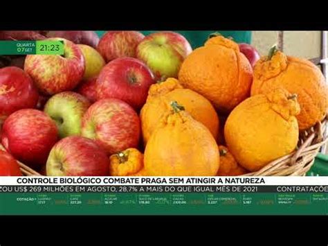 Controle biológico combate praga sem atingir a natureza YouTube