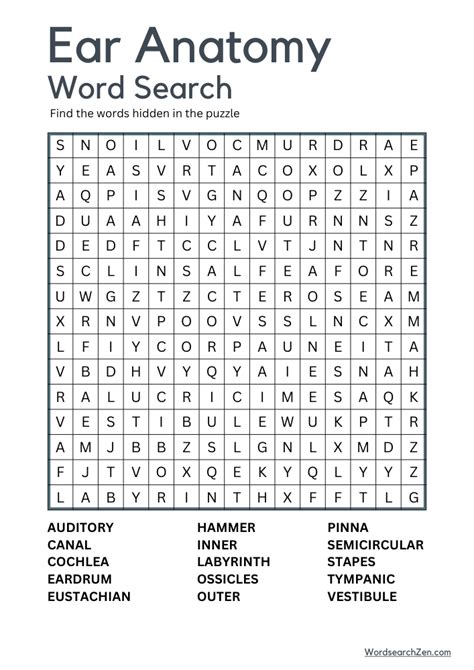 Ear Anatomy Word Search Free Printable PDF File - WordsearchZen.com