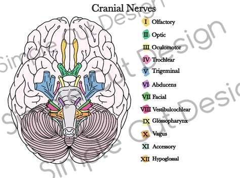 Cranial Nerves Worksheet Etsy