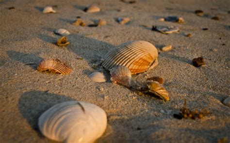 310 North Carolina Sea Shells Stock Photos Pictures And Royalty Free