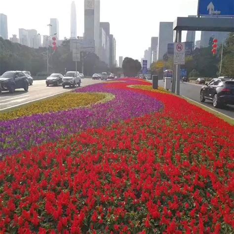 国庆节花坛设计，国庆节用花，十一花坛设计平面图