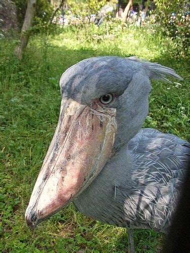 Shoebill Shoebill Bird Shoebill Stork Shoebill Tattoo Shoebill Stork