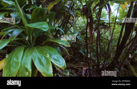 Kalalau Trail Stock Videos And Footage Hd And 4k Video Clips Alamy