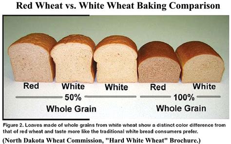 Our 15 whole Wheat Bread Vs White Bread Ever – How to Make Perfect Recipes