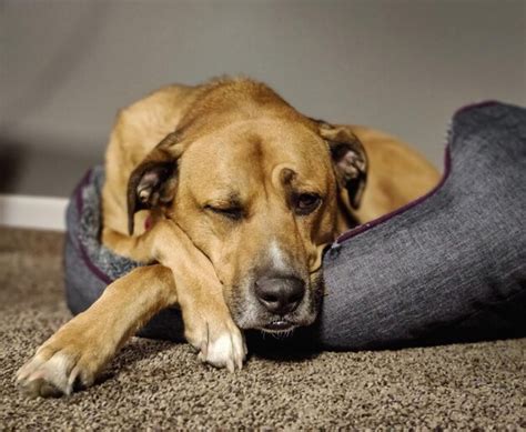 Premium Photo Tired As Fuck