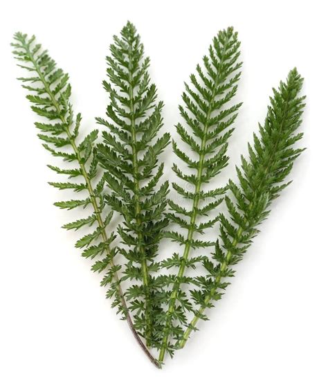 Green Leaves Of Yarrow Stock Image Image Of Plant Herb 178624823