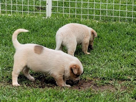 Red Heeler Pups | Farm Tender