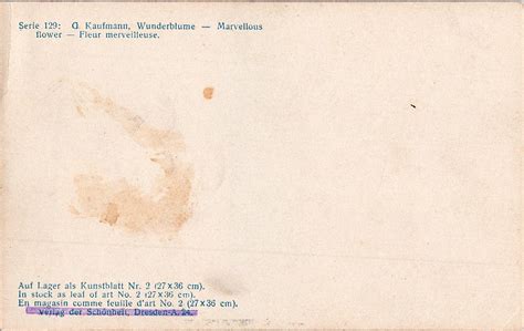 Lot Antique Rare French Postcard Female Nude Erotic