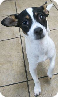 Jack Russell Rat Terrier Mix Puppies - Janeforyou