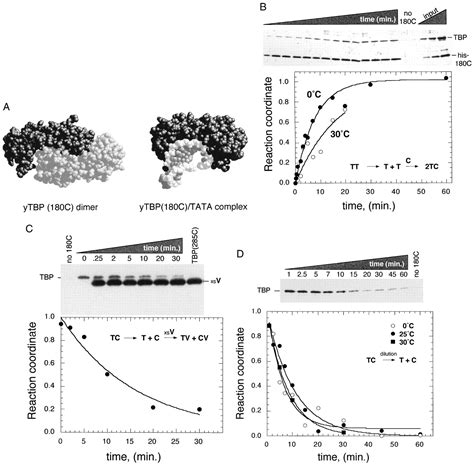 Slow Dimer Dissociation Of The TATA Binding Protein Dictates The