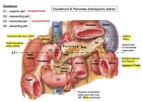 W4 Peritoneum And Abdominal Viscera 2 Flashcards Quizlet