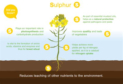 Sulphur in food production - Fertilizers Europe