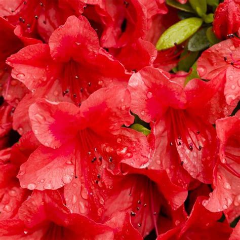 Rhododendron Wallowa Red Azalea Mollis Vente Arbustes