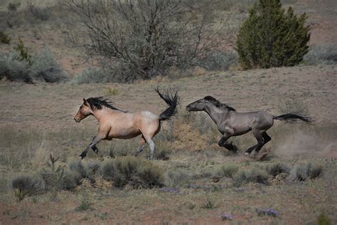 Photo Gallery — Spanish Mustang Foundation