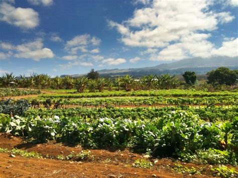 Nuis Farmers Market In Kula Maui Hawaii Now Open 3 Days A Week